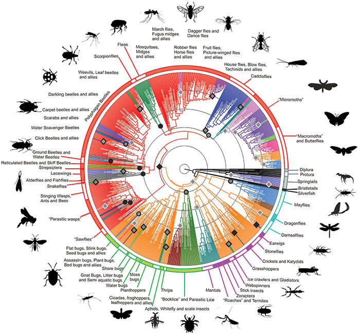 A study of the evolutionary journey of insects